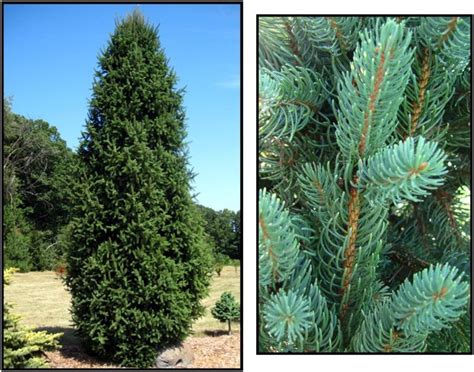 columnar norway spruce care